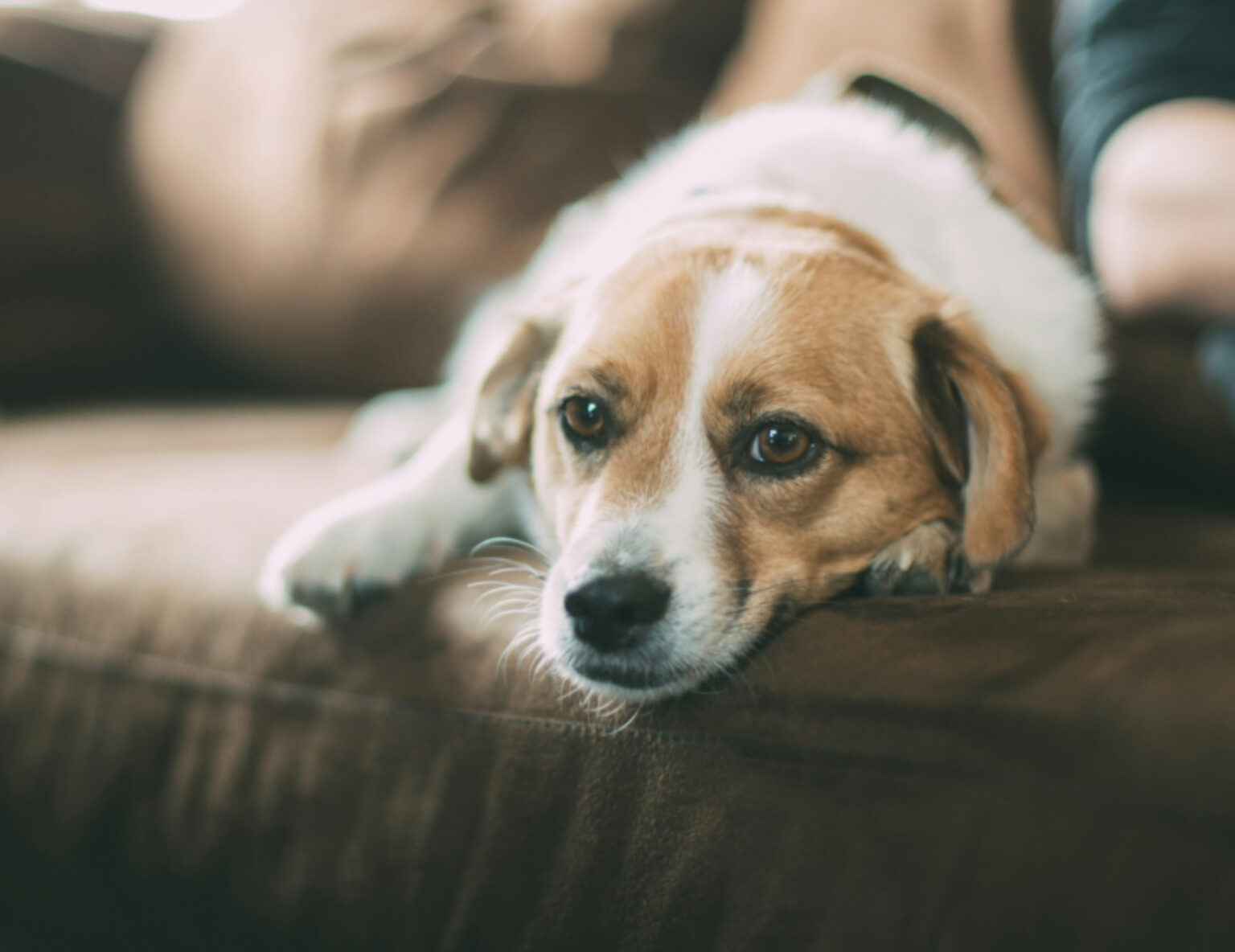 Come Capire Se Il Cane Ha I Vermi Sintomi Diagnosi Cause E Cura