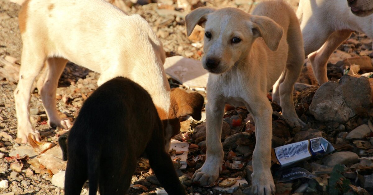 Cani Randagi Mandati A Vivere Su Un Isola Un Esperimento Terribile