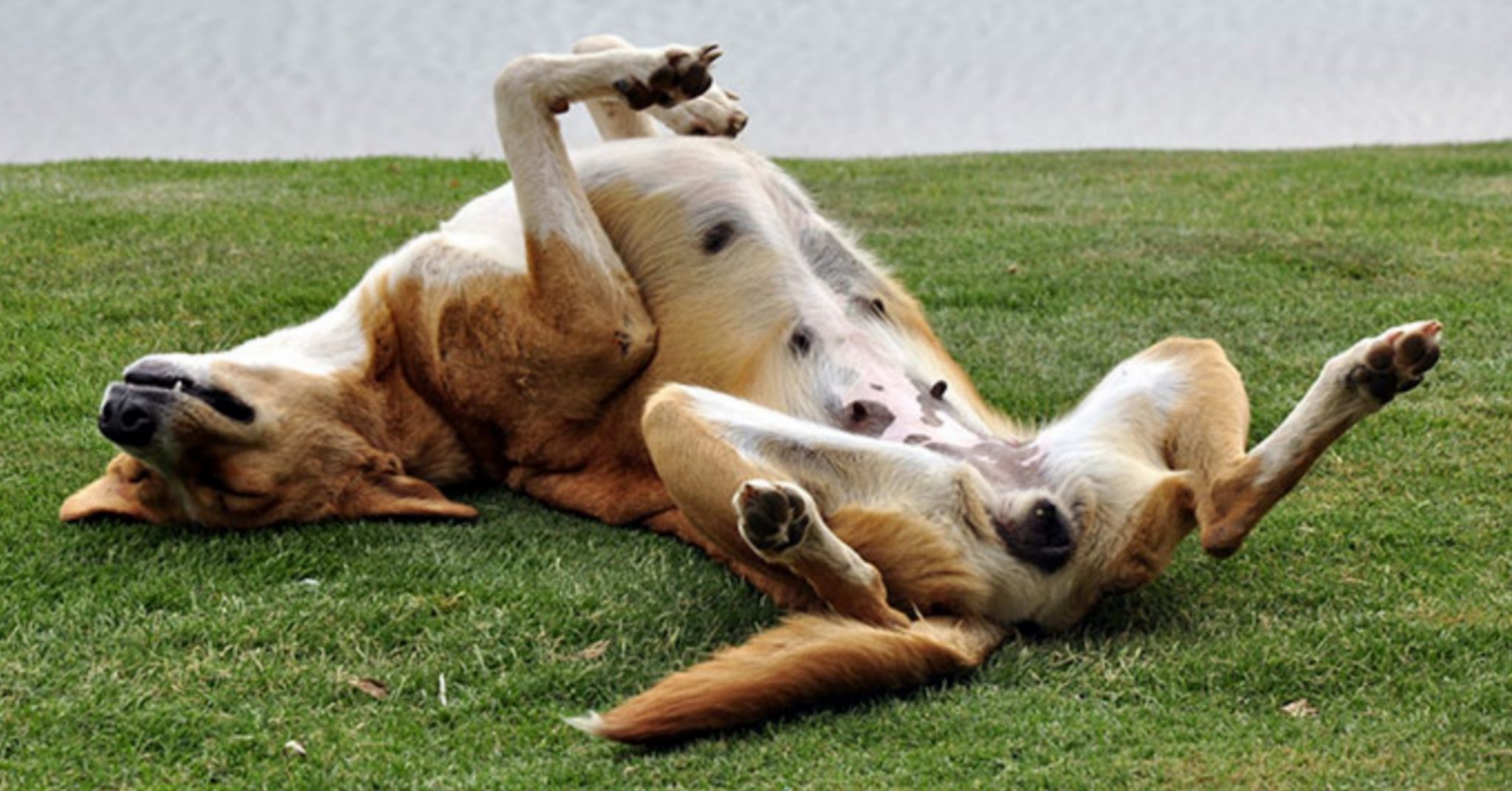 Il Cane E Le Posizioni In Cui Dorme 9439