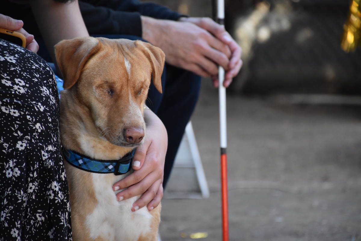 Cane Cieco Come Prendersene Cura Davvero E Come Aiutarlo