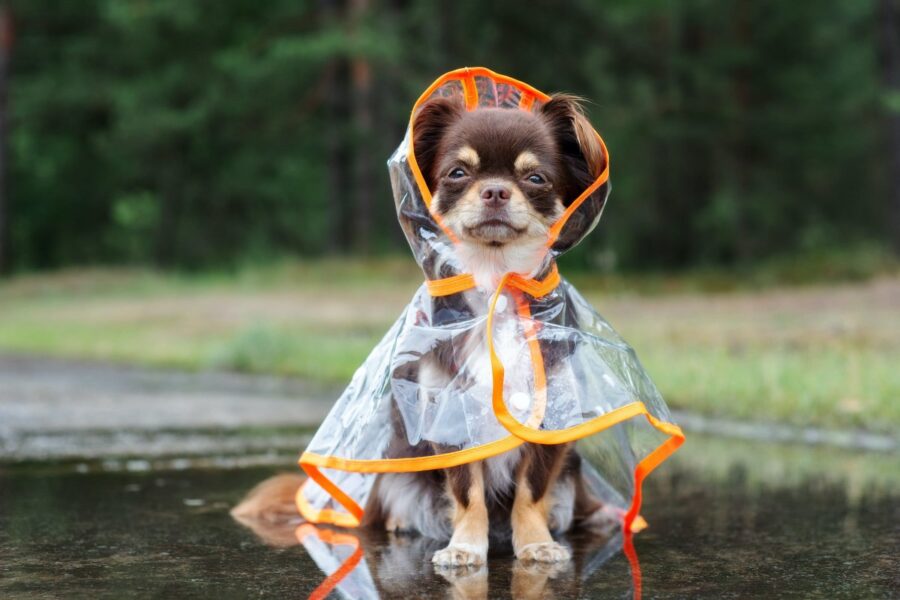 cagnolino con la cerata anti pioggia