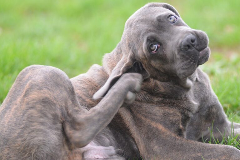 Funghi Nel Cane O Micosi Sintomi Cause E Cosa Fare