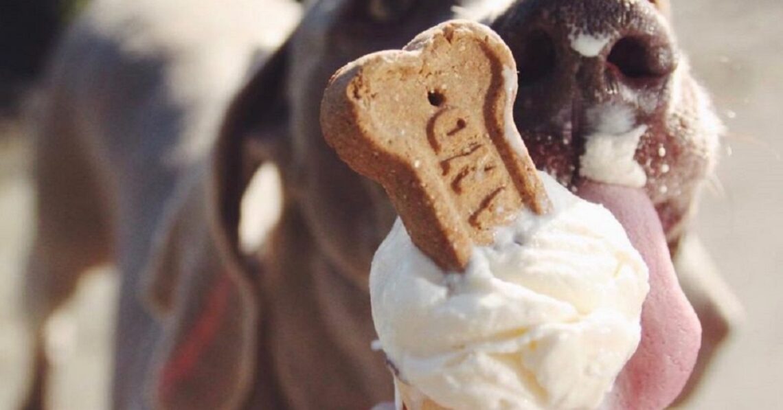 Il cane può mangiare il gelato?