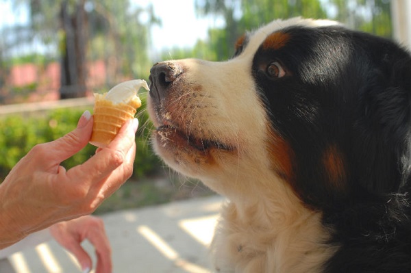 Il cane può mangiare il gelato?