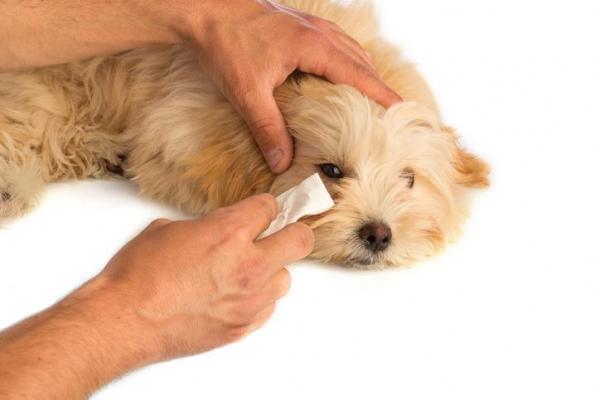 Occhio Gonfio Nel Cane Cosa Sapere