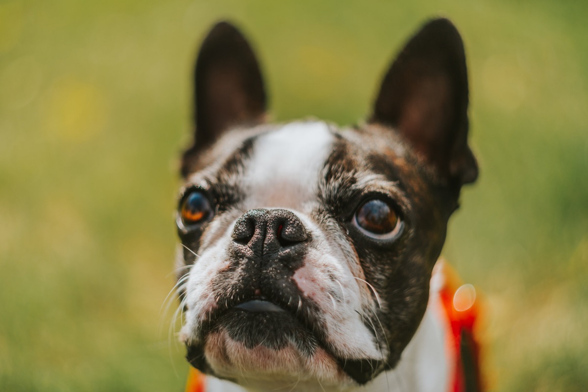 Occhio Gonfio Nel Cane Cause Malattie Cure