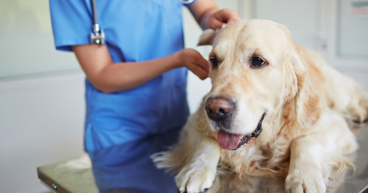 Encefalopatia Epatica Nel Cane Sintomi Cause E Cosa Sapere