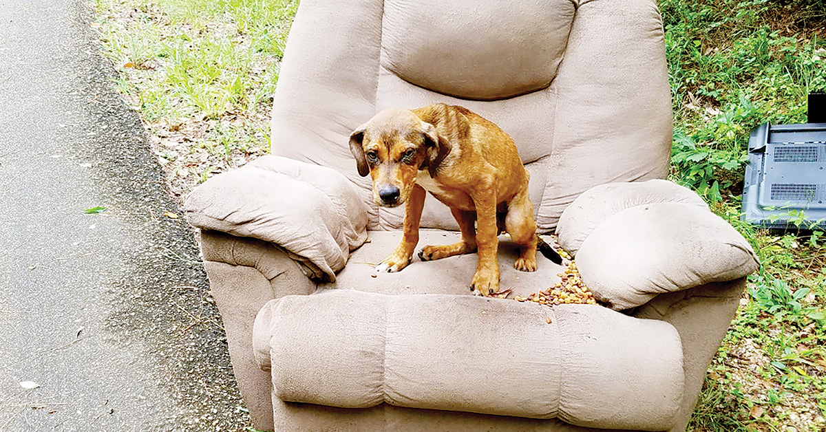 La-Z-Boy Gatson, il cane abbandonato insieme ai rifiuti