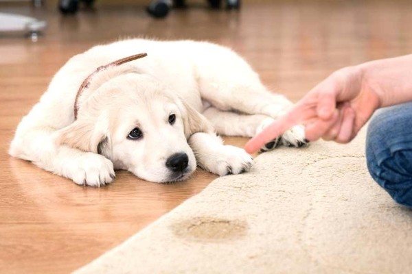 un cane ha fatto i bisogni sul tappeto