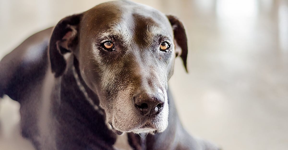 Demenza Senile Nel Cane Come Riconoscerla E Cosa Fare