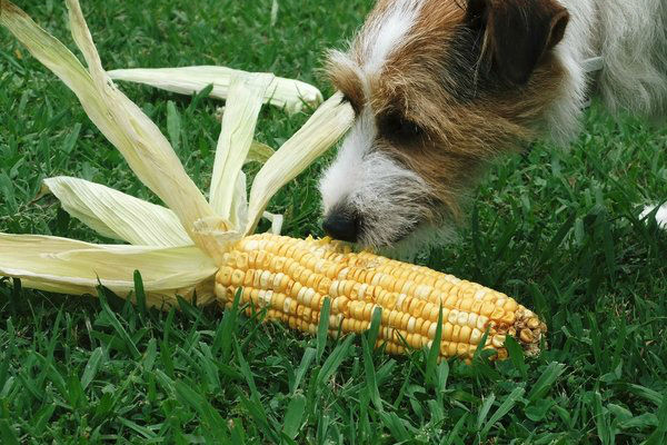 I Cani Possono Mangiare Il Mais