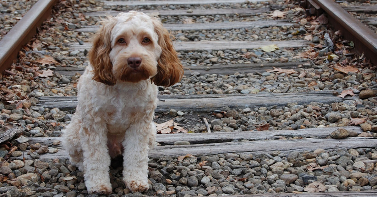 Montale (PT): cane gettato da un’auto in corsa