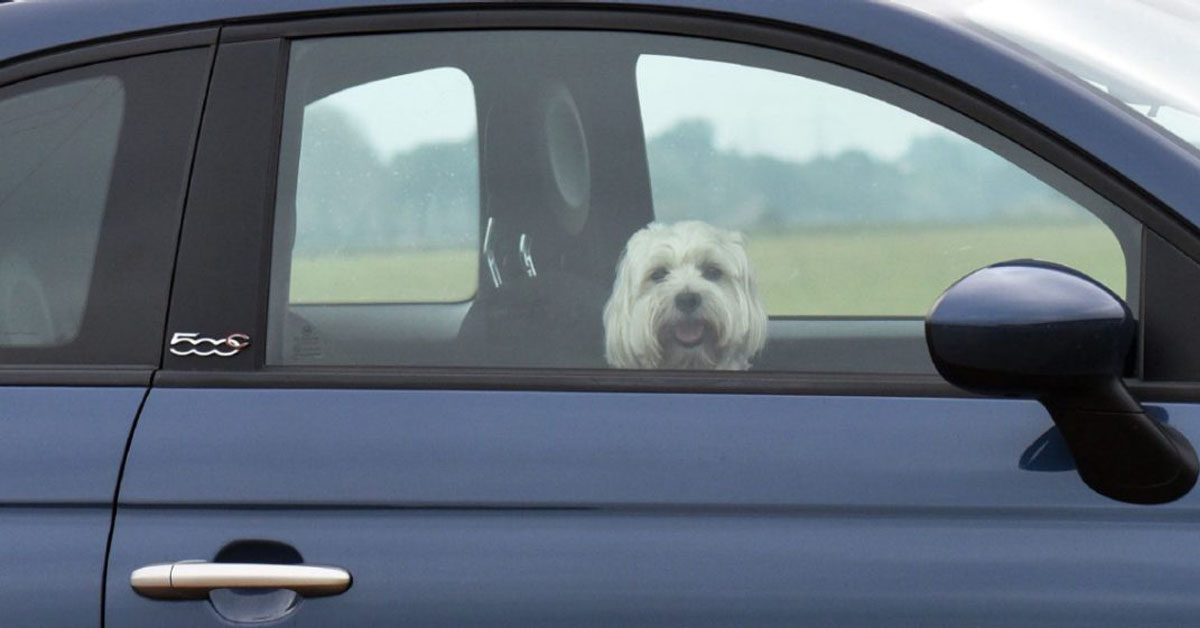 Faenza: cane lasciato in auto sotto il sole, denunciata la proprietaria