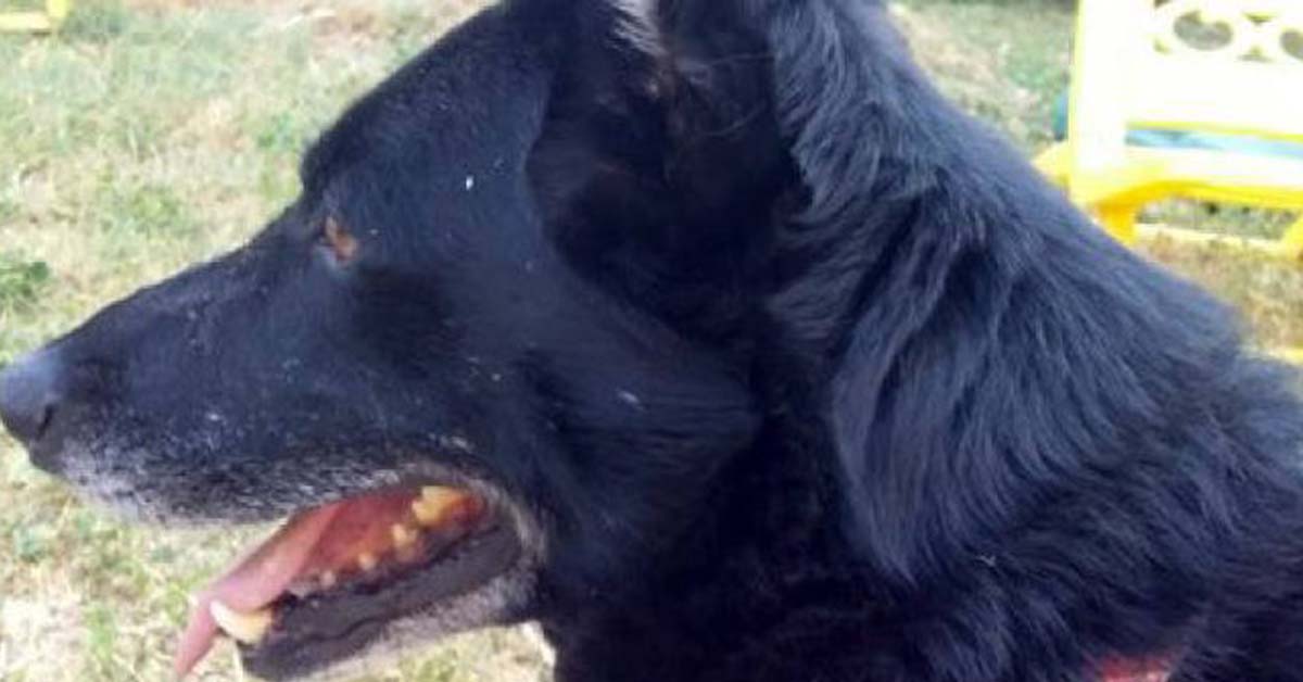 Barga: cane veglia il corpo del proprietario senza vita