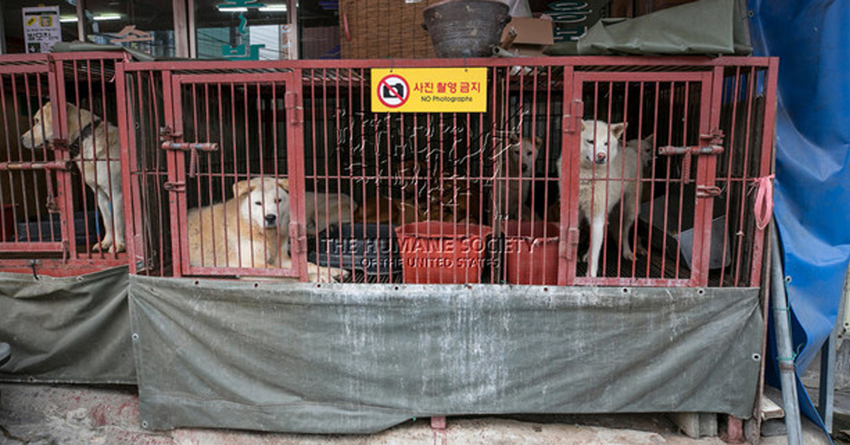 Macellazione cani: chiude il mercato di Busan, in Corea del Sud