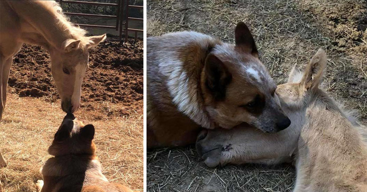 L’adorabile cane si prende cura di un puledro orfano e gli mostra tutto il sostegno morale