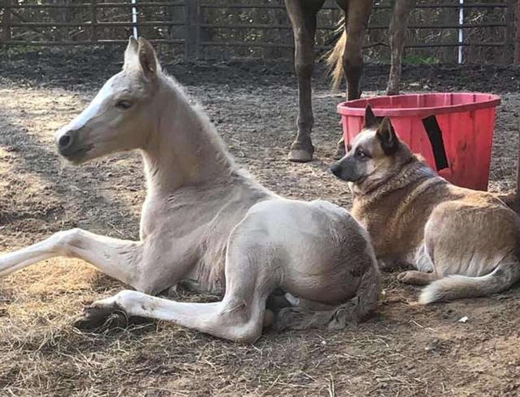 Un cane e un cavallo