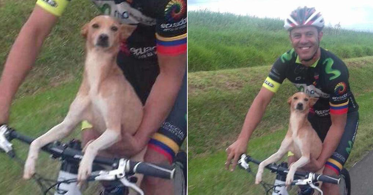 Guerriero, il cane randagio salvato da un gruppo di ciclisti dal cuore d’oro