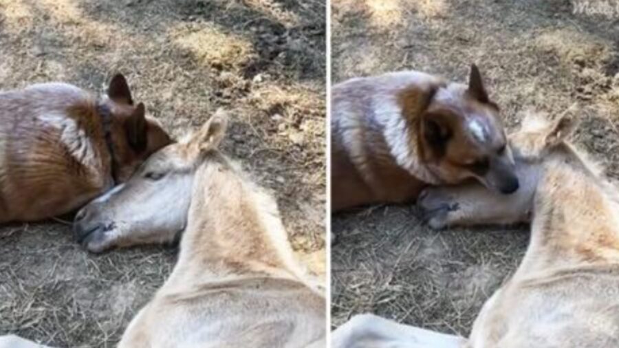 Cane adotta un puledro e stanno insieme