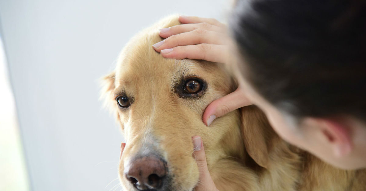 Distrofia Corneale Nel Cane Sintomi Cause E Trattamento