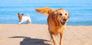 Vacanze Con Il Cane A Savona Weekend Con Il Vostro Cane