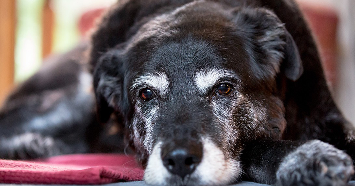 Modena: cane anziano cade in un tombino aperto. Salvato dai Pompieri