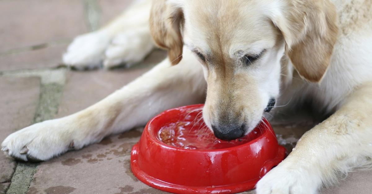 Ciotola dell’acqua per cani fuori dai negozi: può essere pericolosa