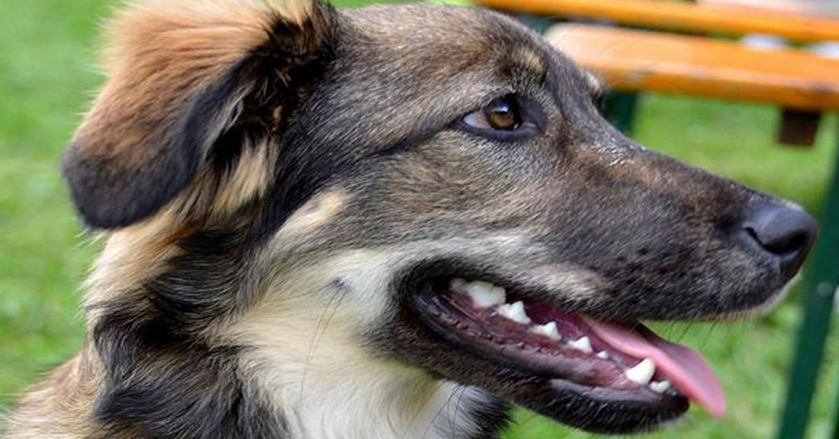 Caserta: cane legato e trascinato da una macchina in corsa