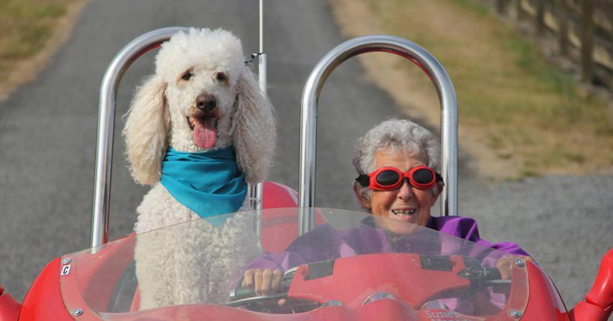 Ringo, il cane che aiuta una novantenne a convivere con un tumore