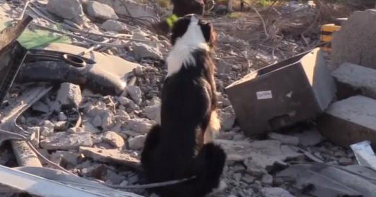 Cani soccorritori: premio fedeltà per l’intervento dopo il crollo del Ponte Morandi