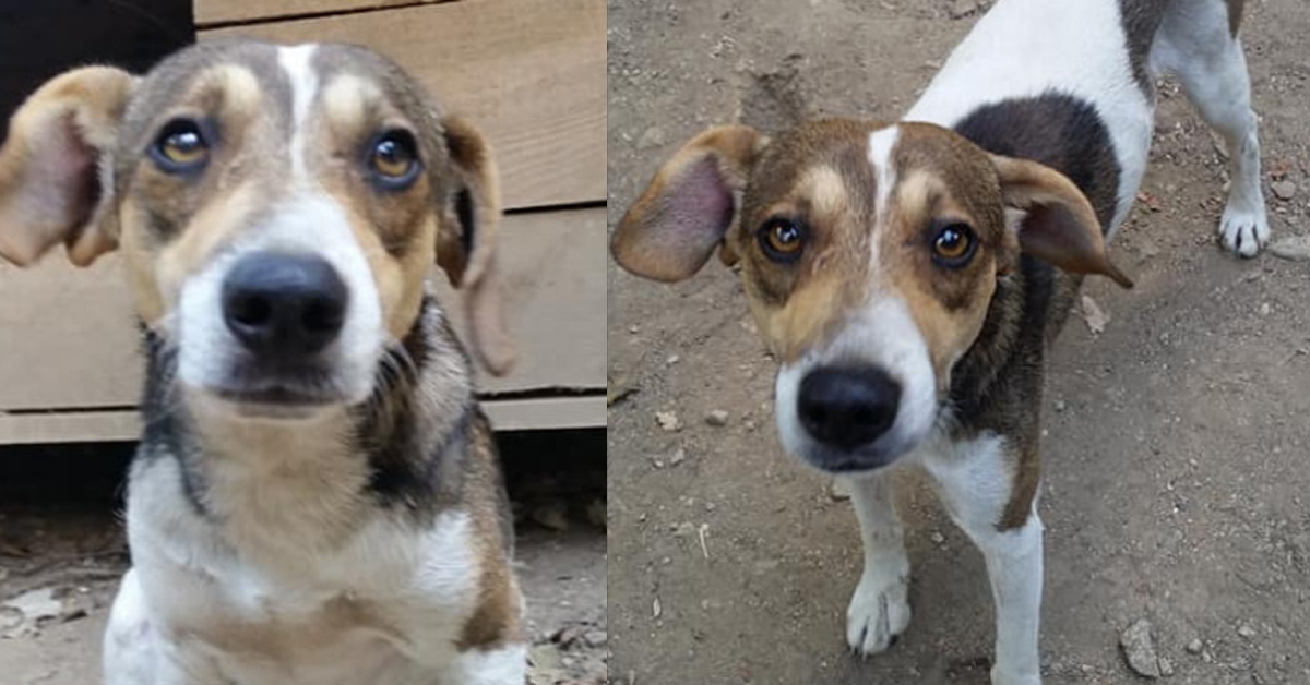 Cosenza: cane abbandonato in spiaggia sotto al sole