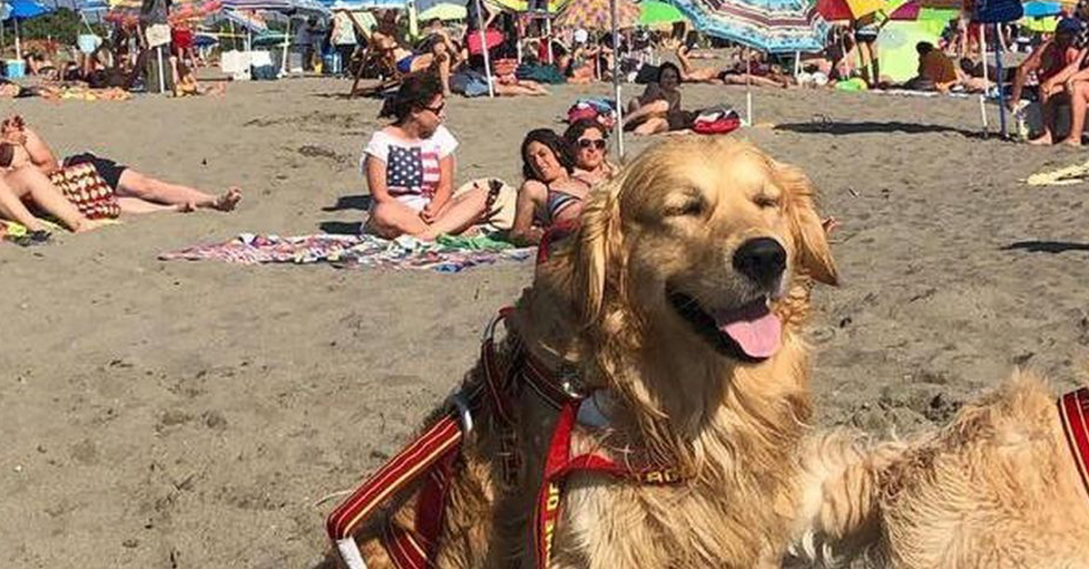 Pisa: il cane Pablo ha salvato un bambino di 7 anni dall’annegamento