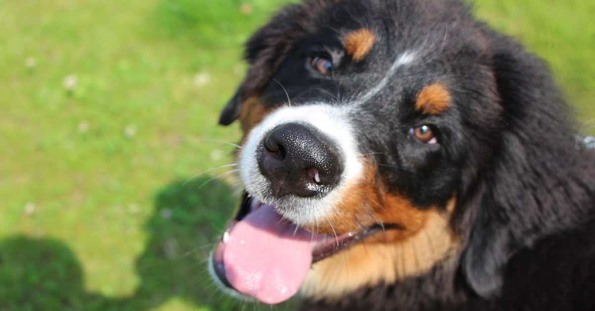 Sesto Imolese: cane vittima di spray repellente perché abbaiava troppo