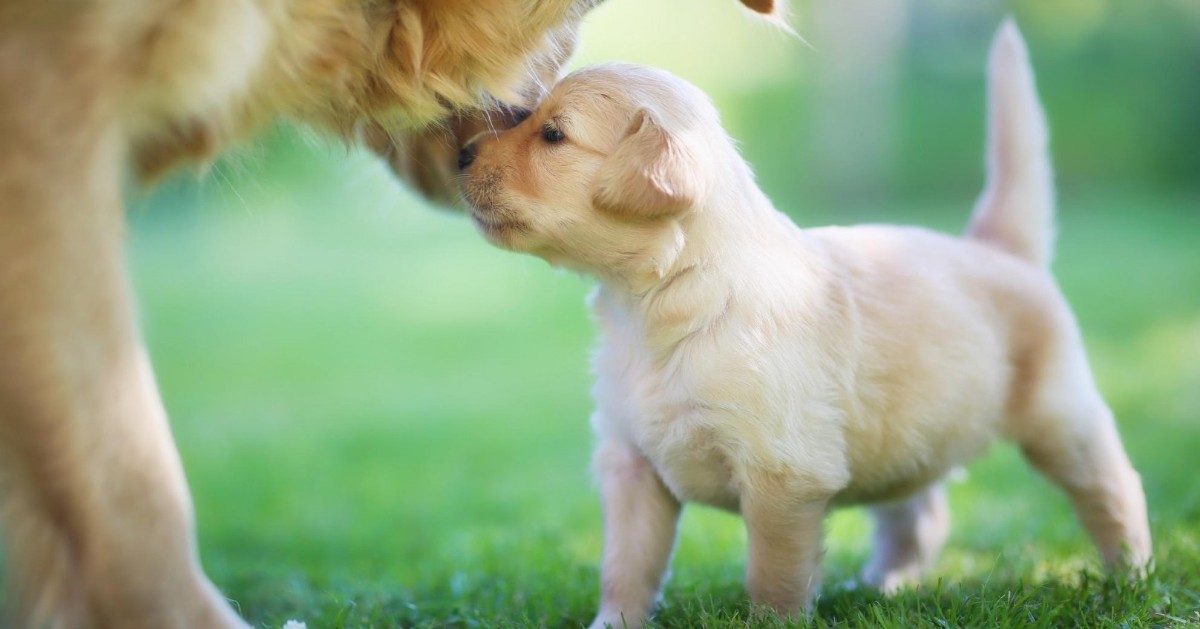 Perche I Cani Ti Portano I Loro Cuccioli