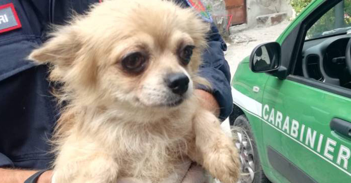 Salerno, liberati 17 cani in un allevamento abusivo di Chihuahua