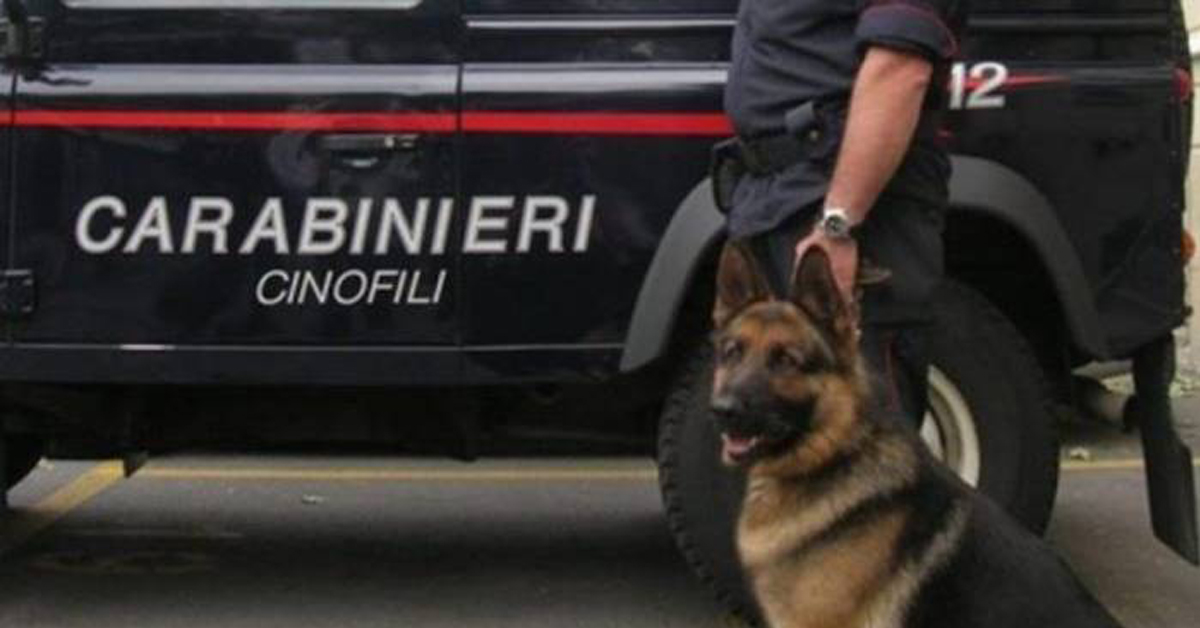 Salerno: grazie a Olly, il cane anti droga, è stato arrestato un altro spacciatore