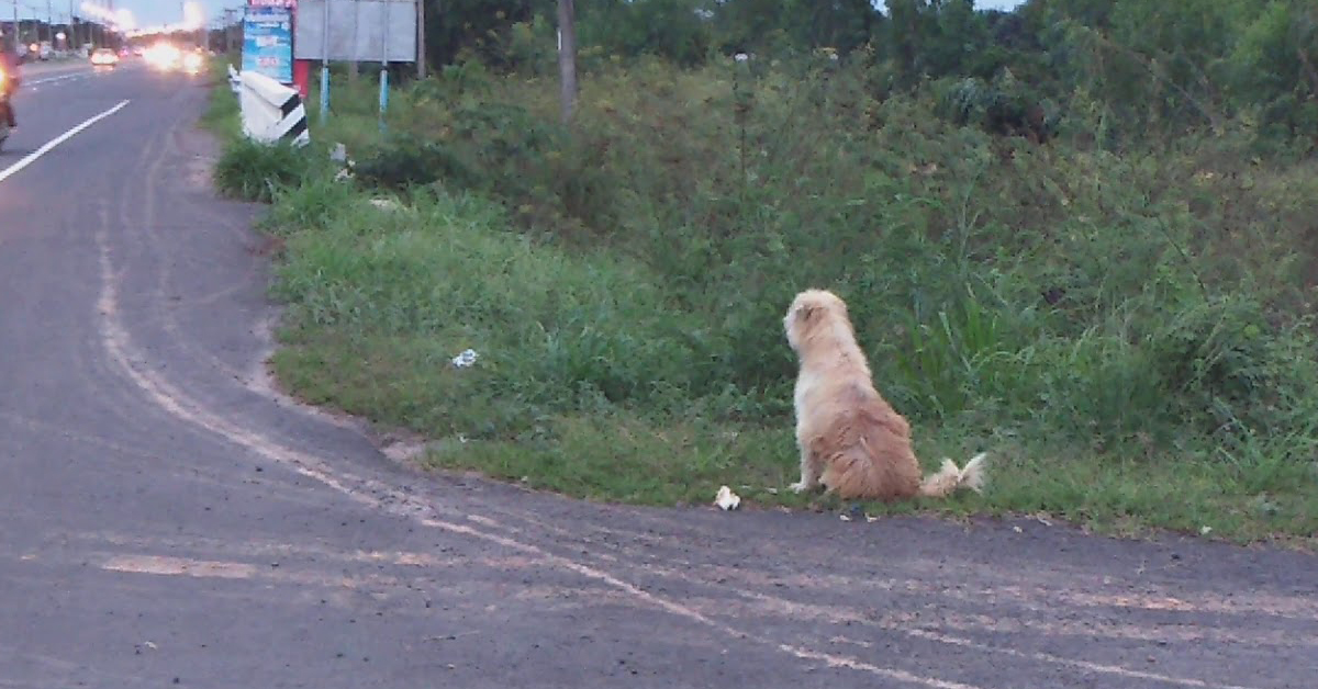 Leo, il cane fedele che ha aspettato i suoi proprietari per 4 anni