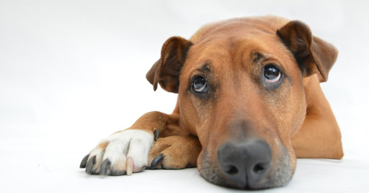 Pescara: cane veglia il corpo della proprietaria senza vita per molte ore