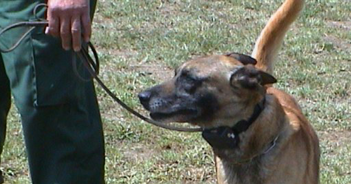 Chiusi (SI): trovato cane da caccia con collare elettrico