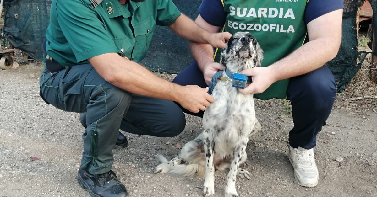 Rimini, cane con collare elettrico per non farlo abbaiare: denunciato il proprietario