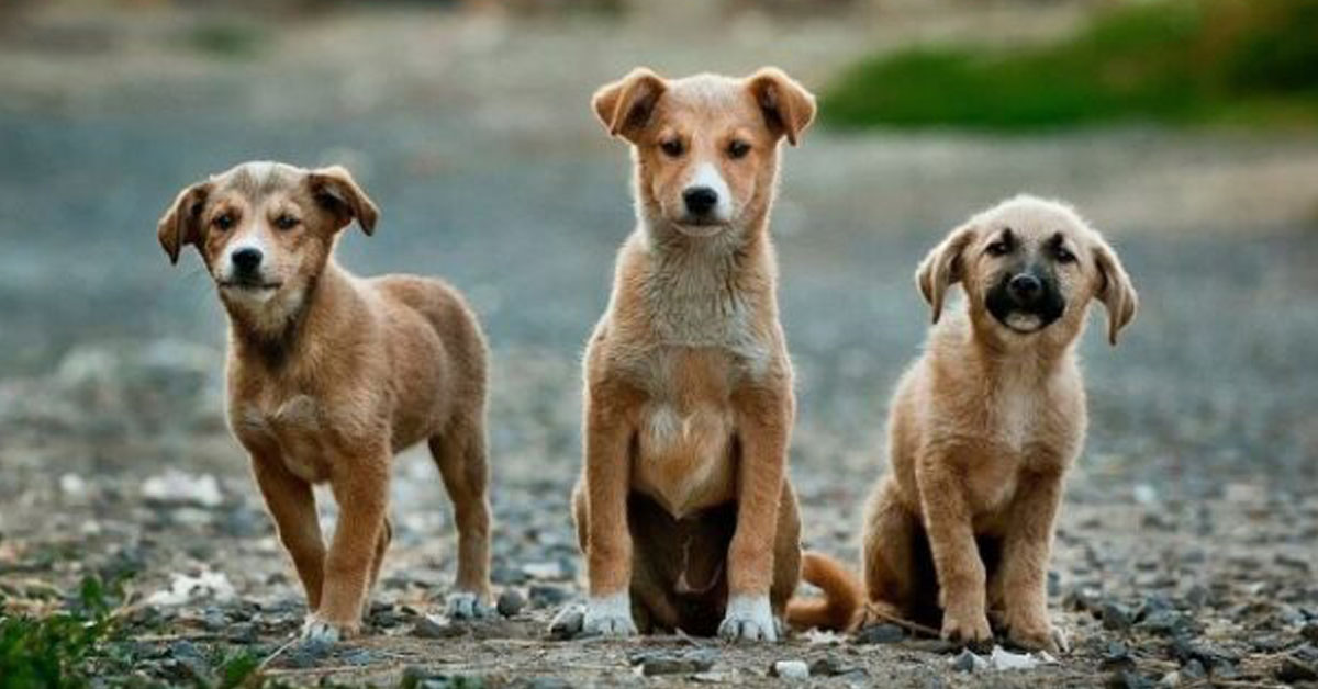 Epidemia di cani in Norvegia: decine di quadrupedi hanno perso la vita