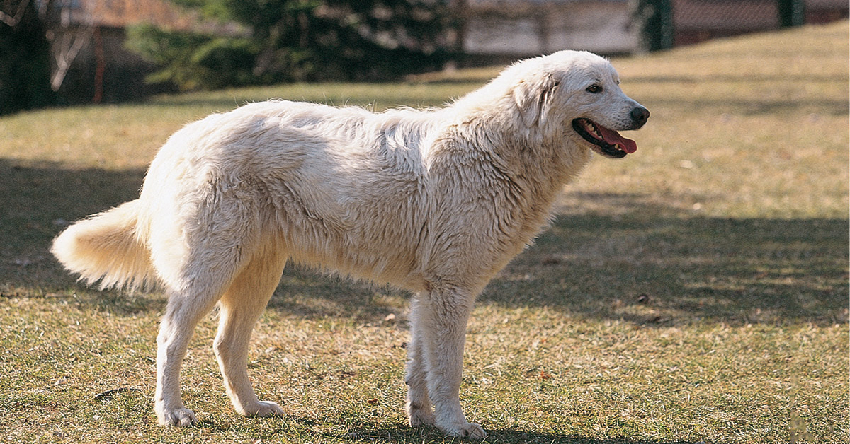 Francavilla al Mare: un cane ha salvato la sua proprietaria vittima di un’aggressione