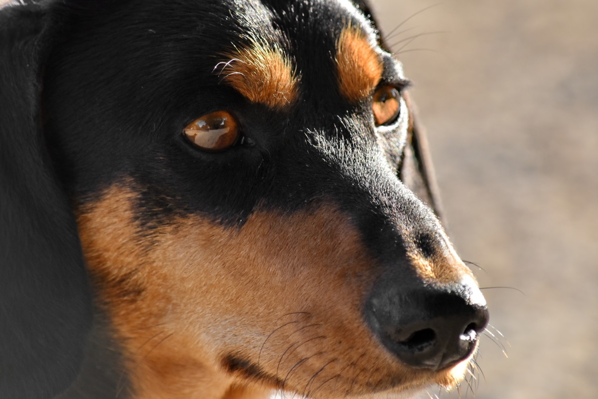 Il cane fissava da giorni il muro, così installano una telecamera