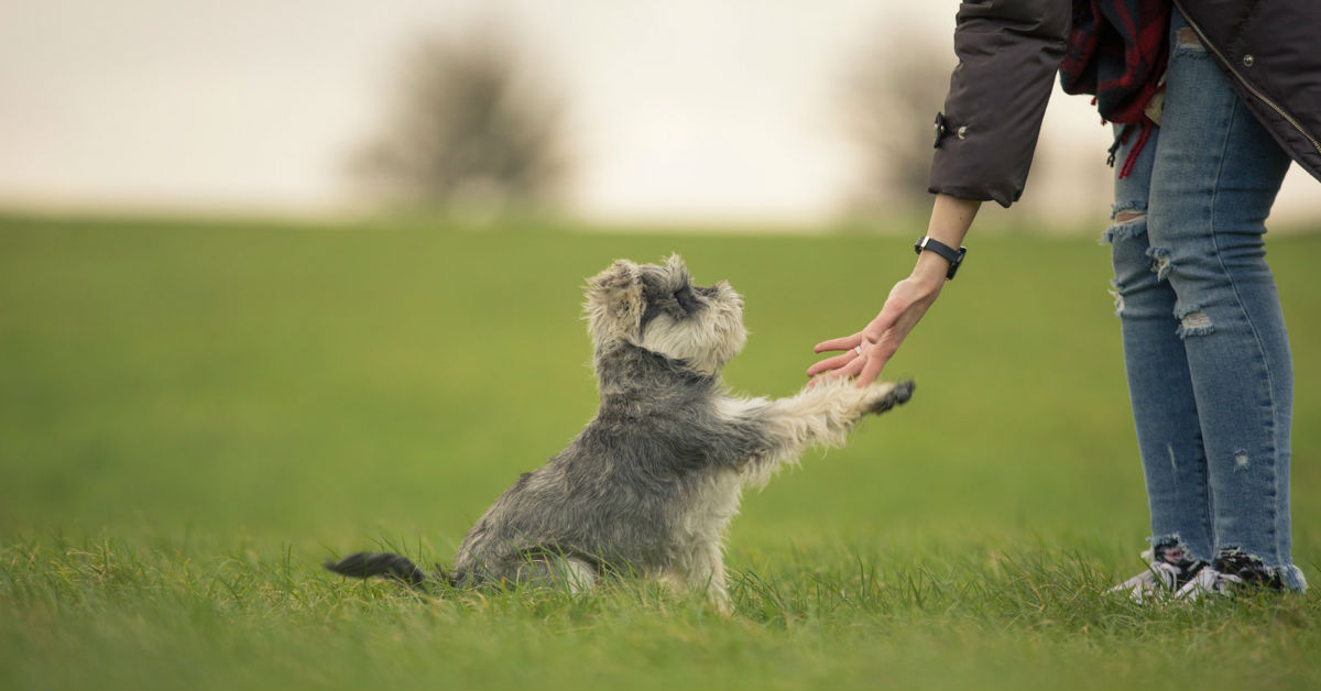 I cani piccoli possono essere vittime dei rapaci?