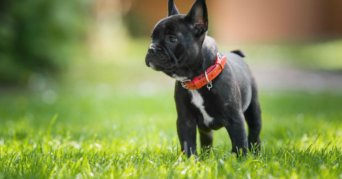 I cani sentono meglio degli umani? E come ascoltano?