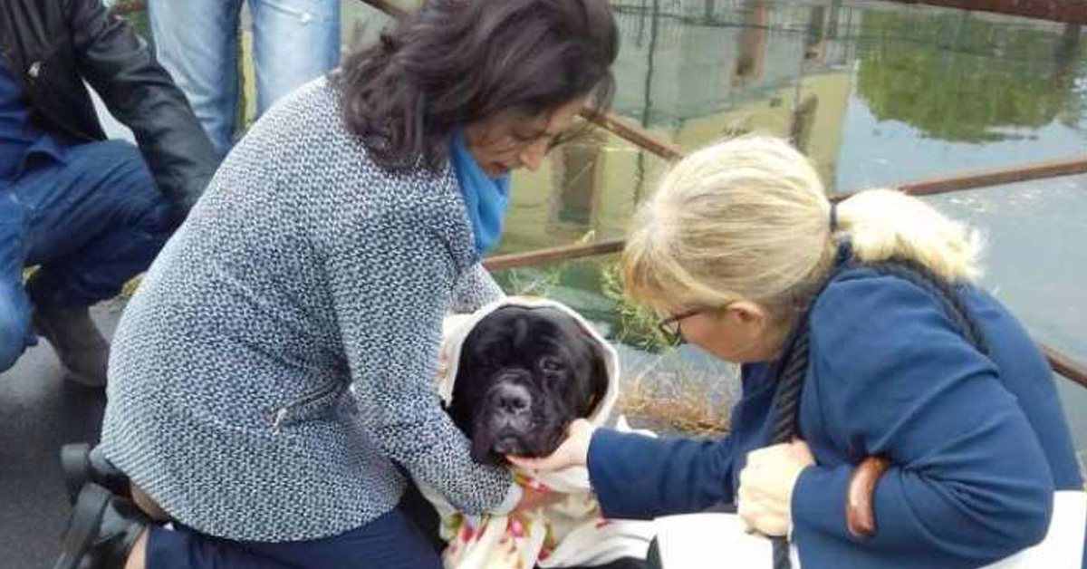 Corsico (MI): cane cade nel Naviglio, un ragazzo si tuffa e lo salva