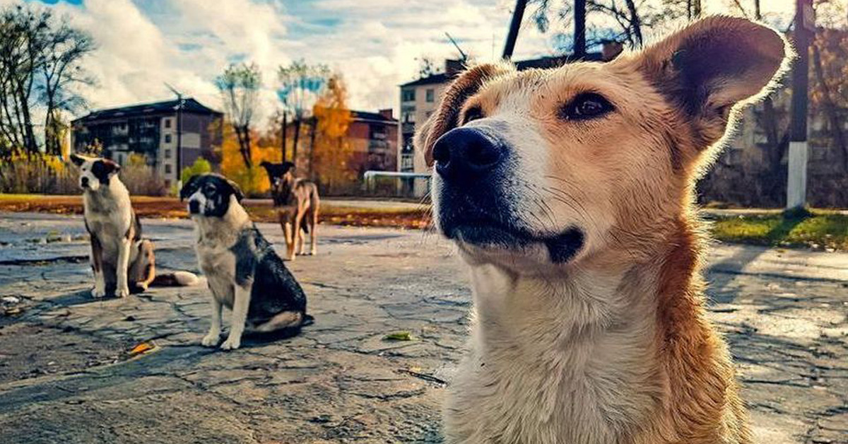 I cani di Chernobyl aiutati da un ricercatore che ha sacrificato la sua carriera