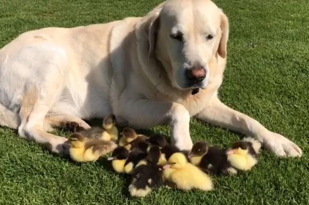 Il cane Fred e gli anatroccoli