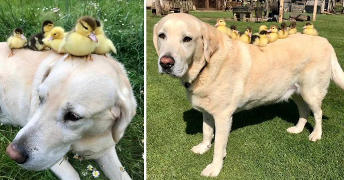 Fred, il cane che ha adottato una cucciolata di anatroccoli