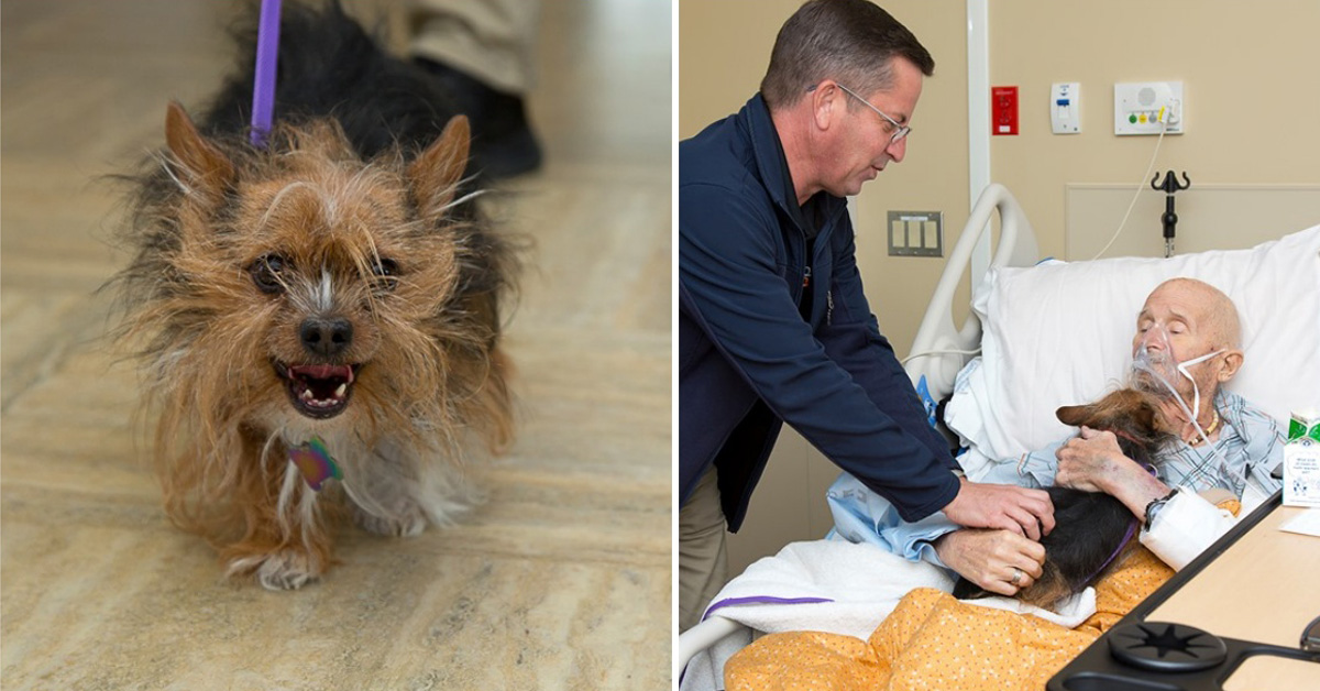 Patch, il cane che ha detto addio al proprietario in fin di vita